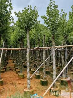 高度300厘米紫荆