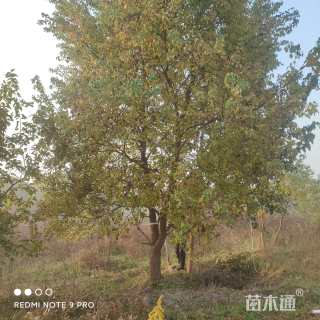 20公分乌桕