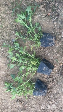 高度10厘米美女樱