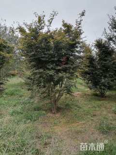 高度600厘米丛生鸡爪槭