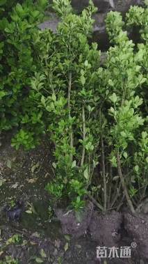 高度150厘米大叶黄杨