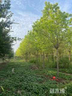 18公分金叶白蜡