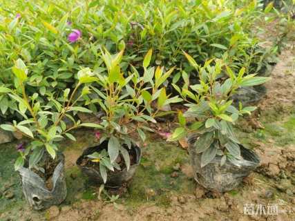 高度25厘米巴西野牡丹