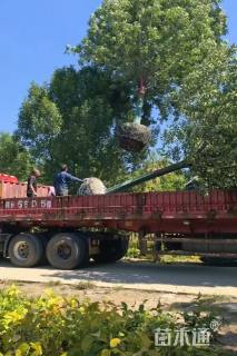 15公分白蜡
