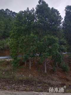 15公分云南拟单性木兰