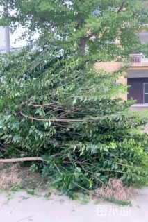 高度250厘米蜡梅