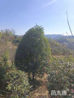 15公分桂花