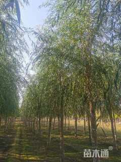 10公分嫁接垂柳