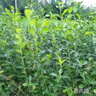 30厘米大叶扶芳藤