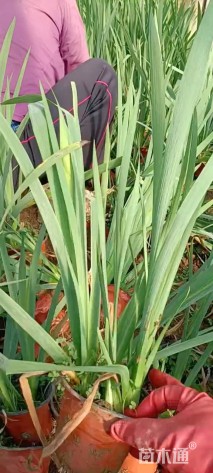 高度70厘米西伯利亚鸢尾