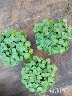 高度20厘米铜钱草