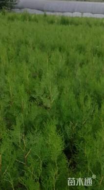 高度15厘米柏树