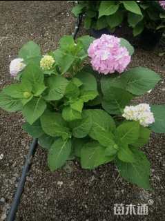 高度40厘米无尽夏绣球