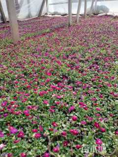 高度15厘米角堇