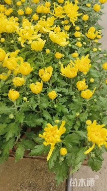 高度50厘米野菊