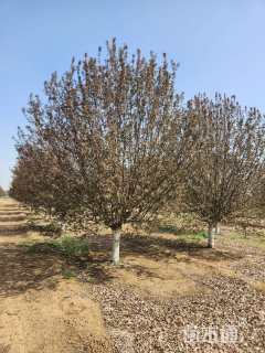 15公分绚丽海棠