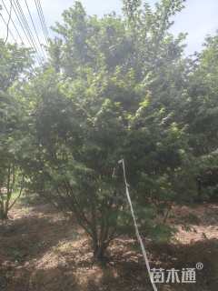 高度280厘米丛生鸡爪槭