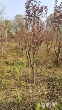 6公分紫叶李