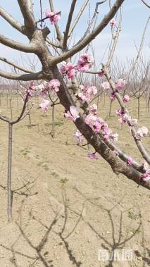 15公分骨里红梅