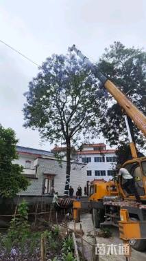 28公分蓝花楹