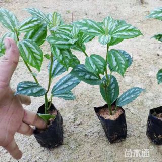 高度20厘米冷水花