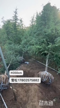 高度300厘米雪松