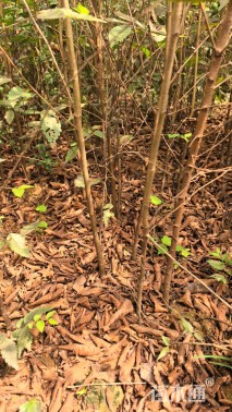 高度90厘米红榉小苗