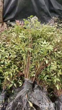 高度40厘米南天竹