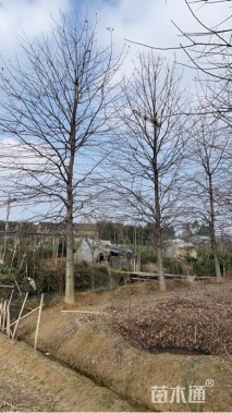 18公分娜塔栎