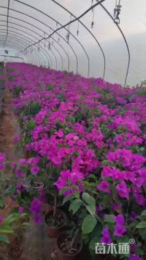 高度25厘米鼠尾草