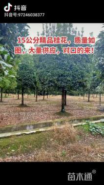 12公分桂花