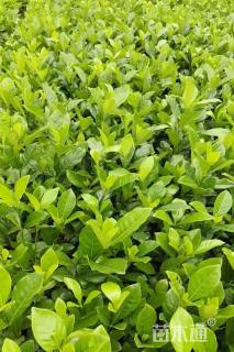 高度25厘米大叶栀子