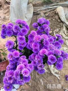 高度10厘米翠菊