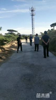 10公分造型油松