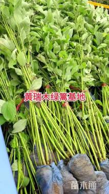 0.8公分杨桐