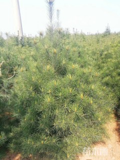 高度10厘米白皮松