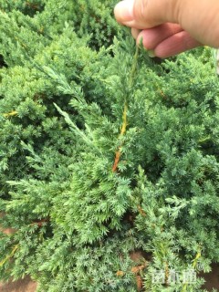 高度40厘米铺地柏