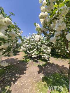 高度200厘米木绣球