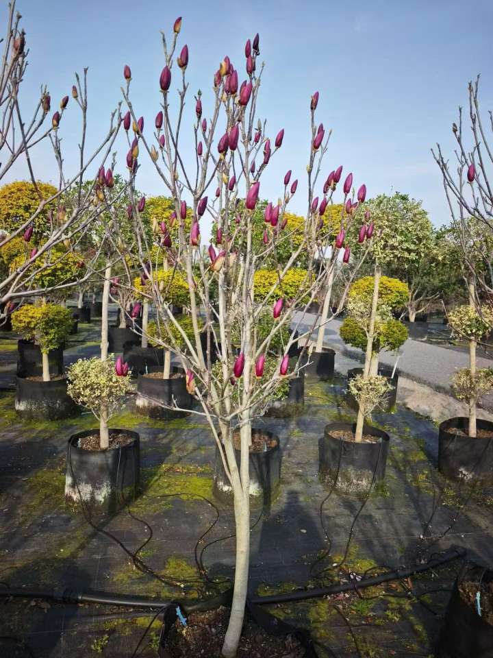 3公分玉兰