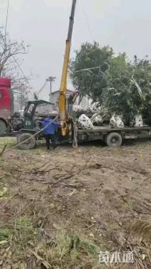 14公分香泡