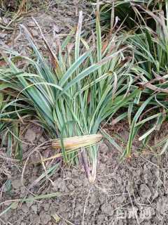 高度25厘米金边阔叶麦冬