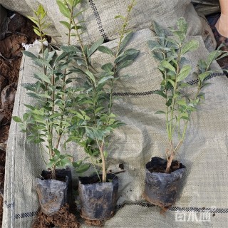 高度40厘米火焰卫矛小苗