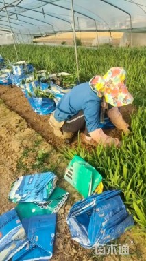 高度30厘米百子莲