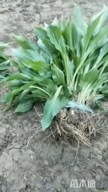 高度35厘米青叶玉簪