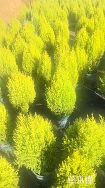 高度80厘米甘松