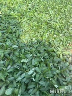 高度15厘米宿根福禄考