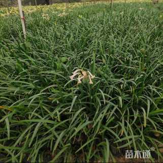 高度20厘米垂筒花
