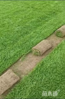 草卷状早熟禾草