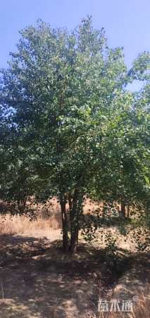 5公分(4杆)丛生乌桕