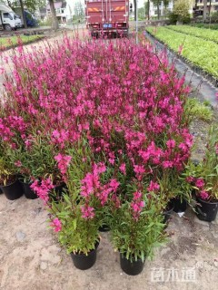 高度30厘米红花山桃草